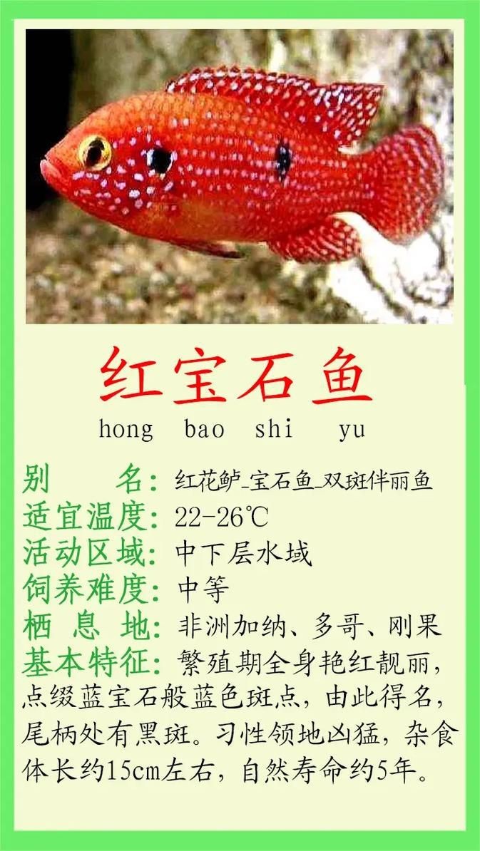 紅寶石魚公母區(qū)分圖解