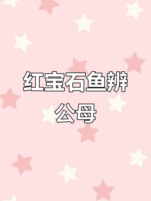 紅寶石魚公母區(qū)分圖解
