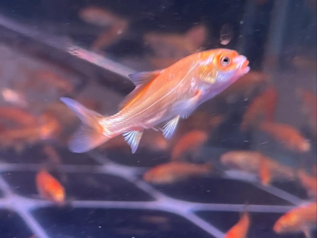 紅蝴蝶鯉圖片
