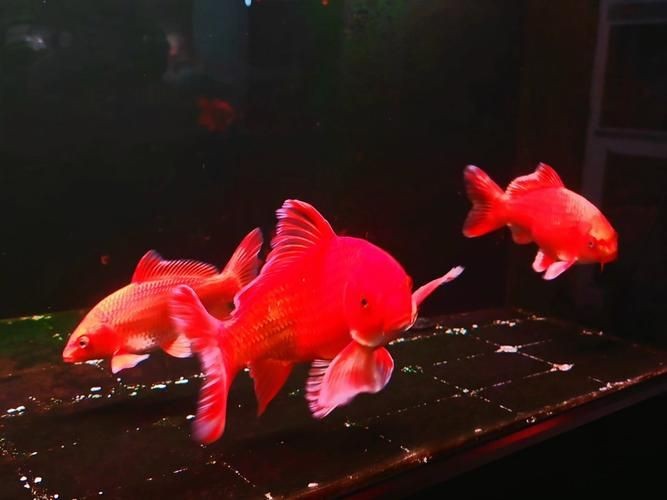 紅蝴蝶鯉圖片