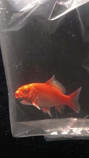紅蝴蝶鯉圖片