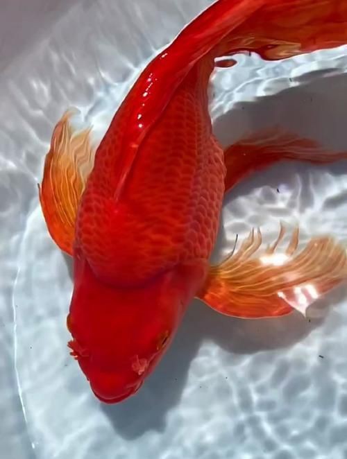 紅蝴蝶鯉圖片