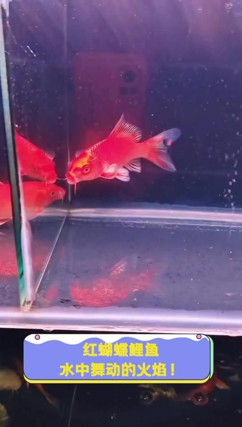 紅蝴蝶鯉圖片