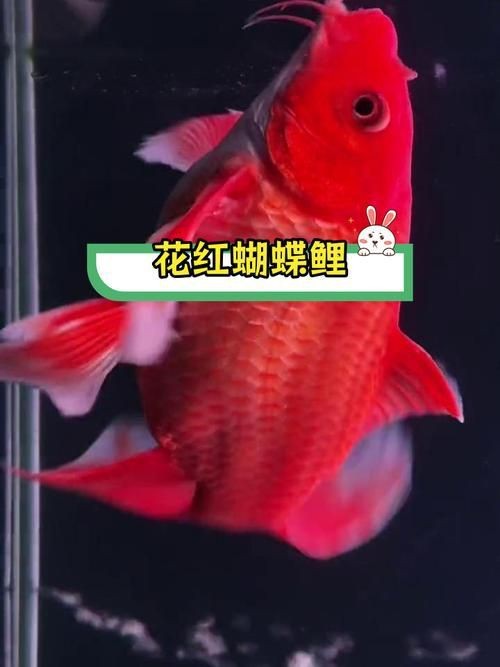 紅蝴蝶鯉圖片