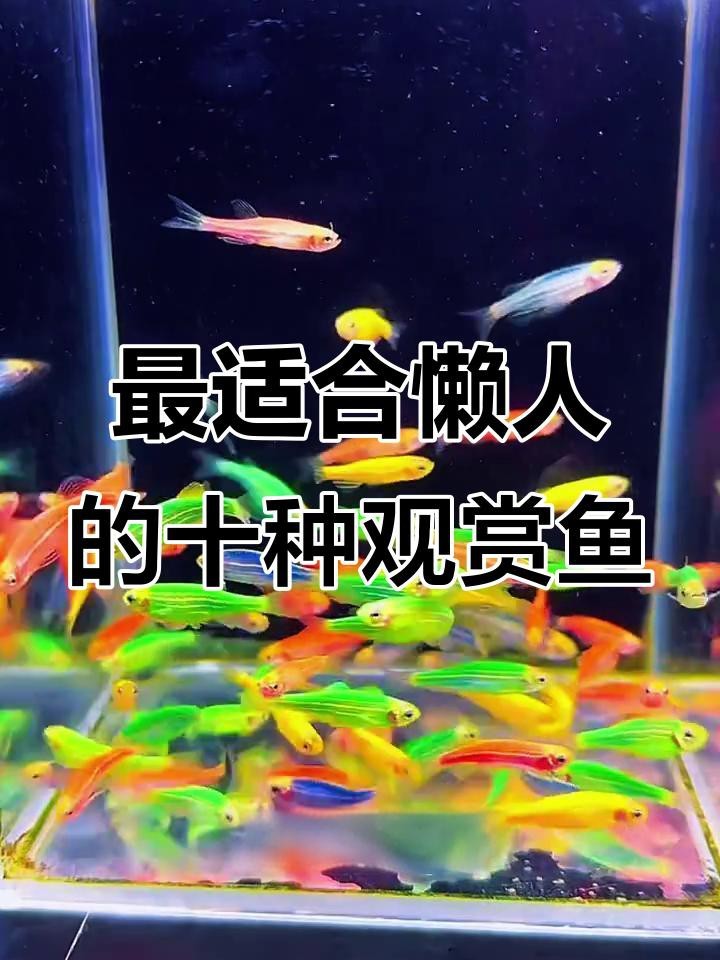 家庭魚缸養什么魚最好 家庭魚缸養什么魚最好 龍魚論壇 第2張