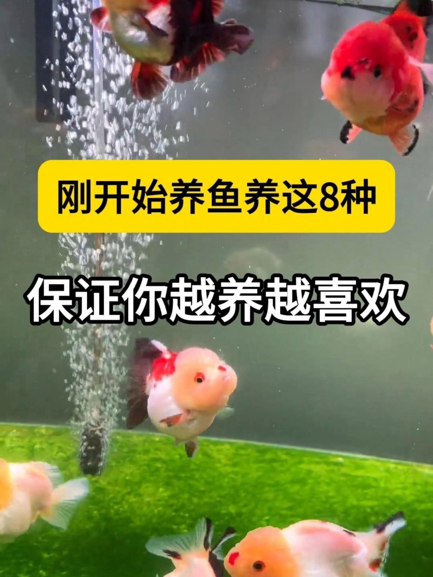 家庭魚缸養什么魚最好 家庭魚缸養什么魚最好 龍魚論壇 第3張