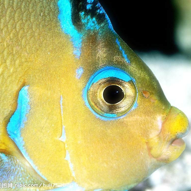 祥龍魚場的人工繁殖技術