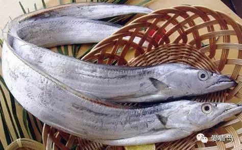 刀魚跟帶魚有什么區別 刀魚跟帶魚有什么區別 龍魚論壇 第7張
