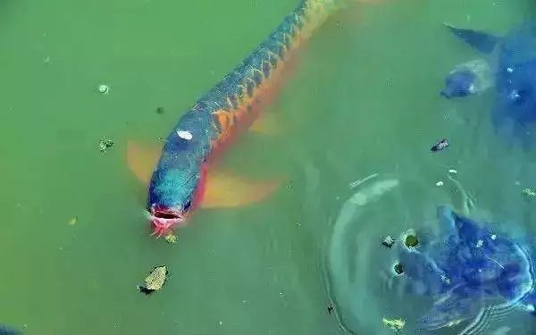 中國龍魚最出名三個地方