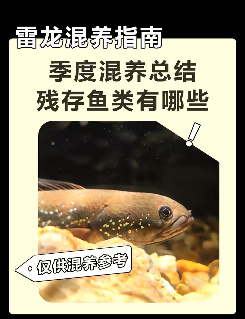 雷龍魚哪個(gè)品種最好養(yǎng) 雷龍魚哪個(gè)品種最好養(yǎng) 龍魚論壇 第5張