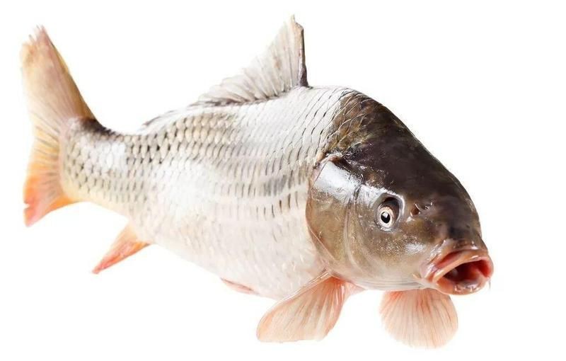 荷包鯉魚為何被禁吃