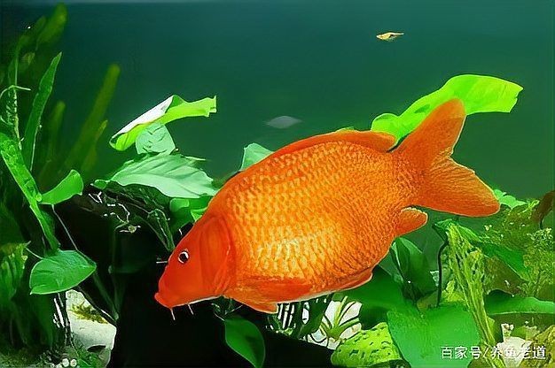 荷包鯉魚為何被禁吃