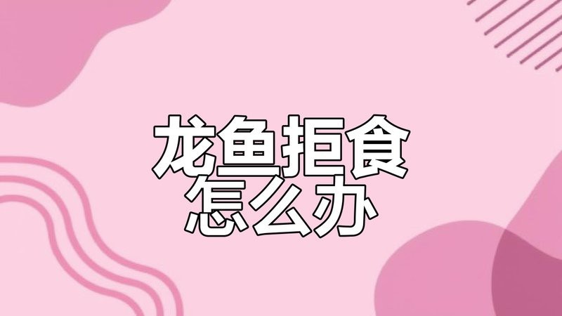 紅龍魚不吃食最簡單三個動作