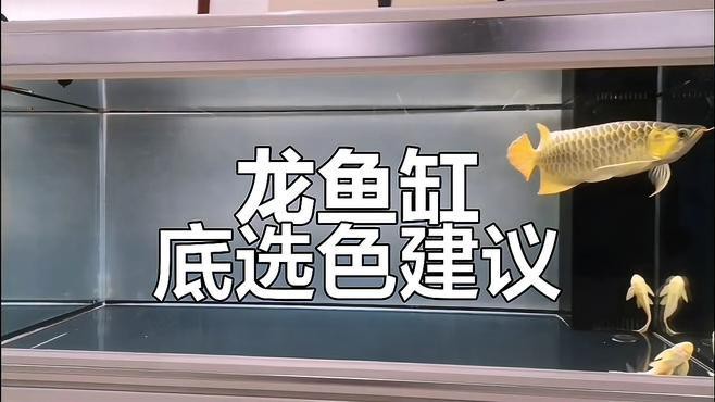 紅龍魚缸底色哪種最自然？