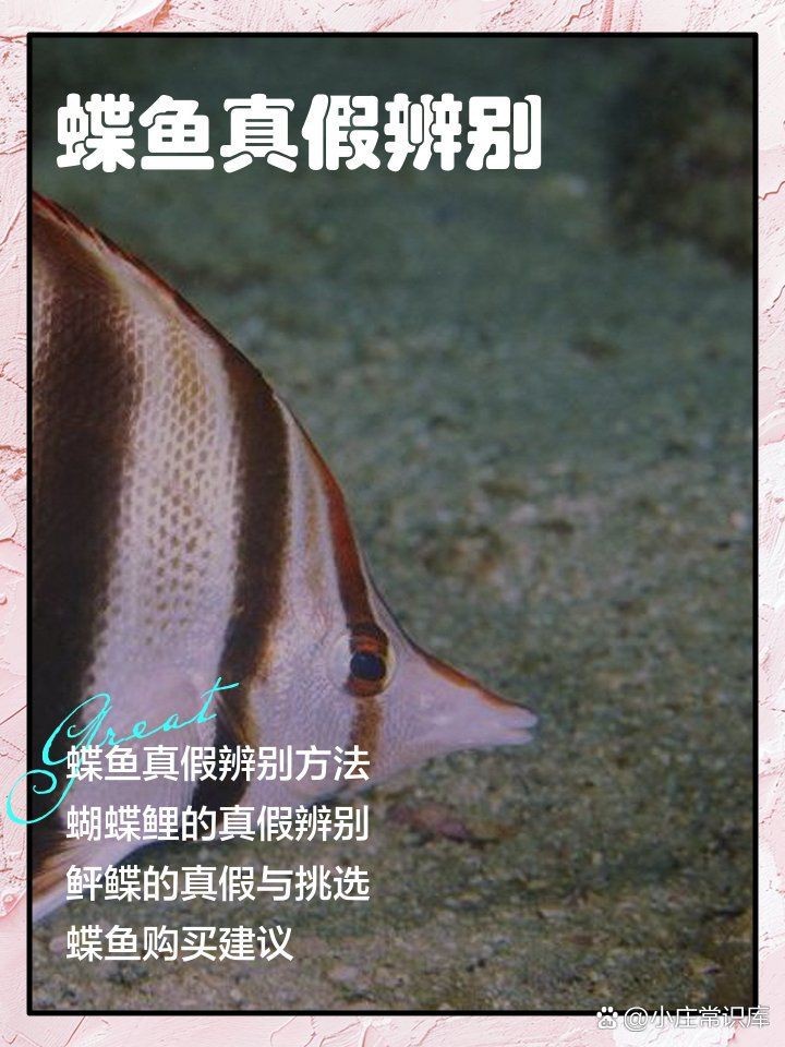 蝴蝶鯉真假最簡單三個步驟 蝴蝶鯉真假最簡單三個步驟 龍魚論壇 第6張