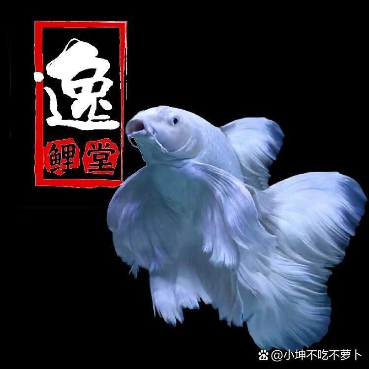 蝴蝶鯉真假最簡單三個步驟 蝴蝶鯉真假最簡單三個步驟 龍魚論壇 第3張