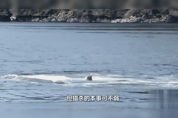 虎鯨吃海象嗎