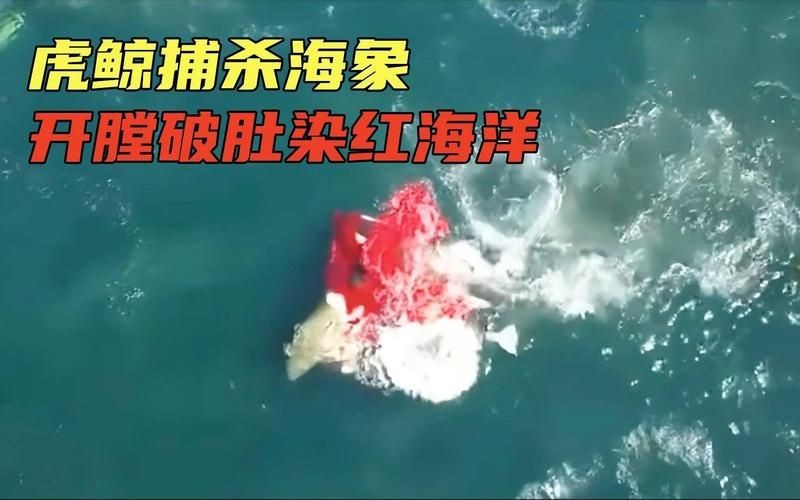 虎鯨吃海象嗎