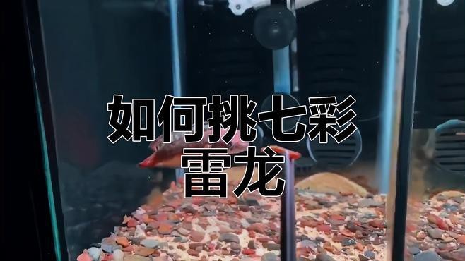 如何挑選健康的彩虹雷龍？