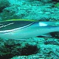 雙線魚十大排名