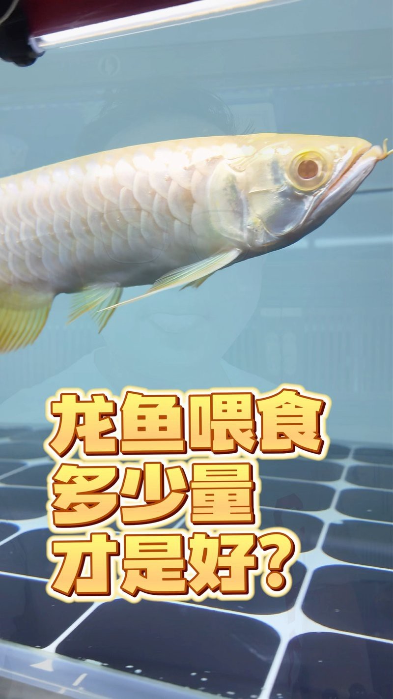 龍魚的最佳喂食頻率是多少？