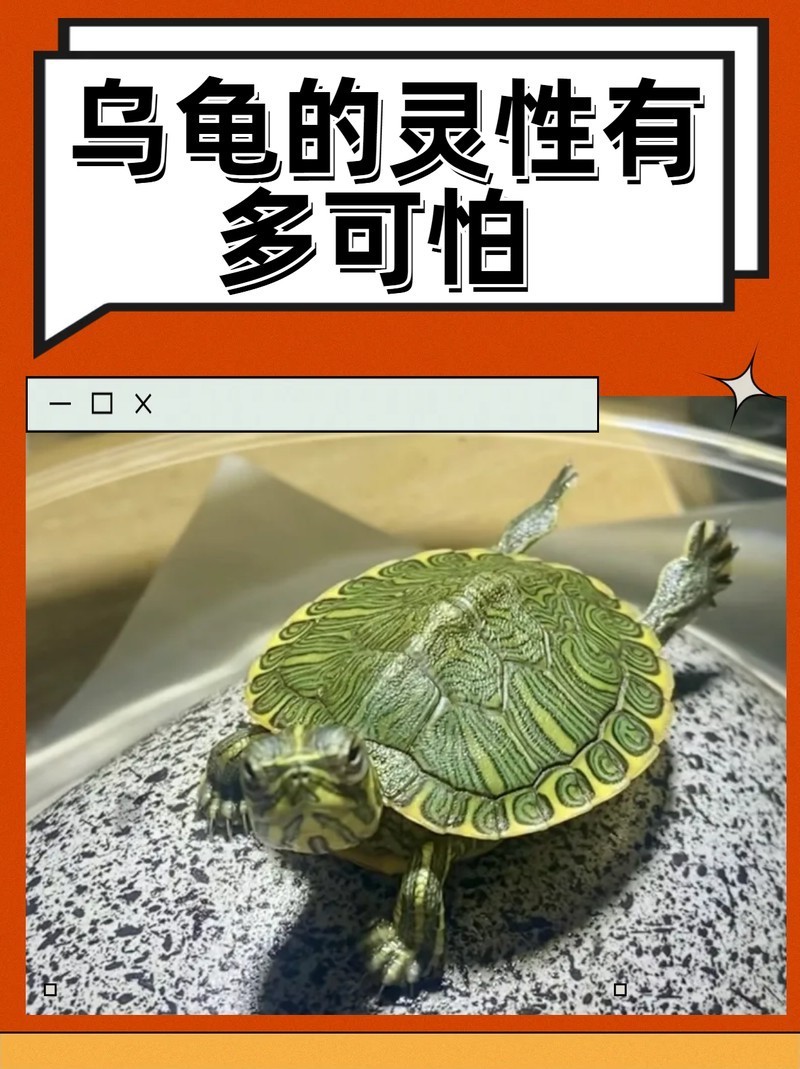 龍龜的靈性有多強 龍龜的靈性有多強 龍魚論壇 第5張