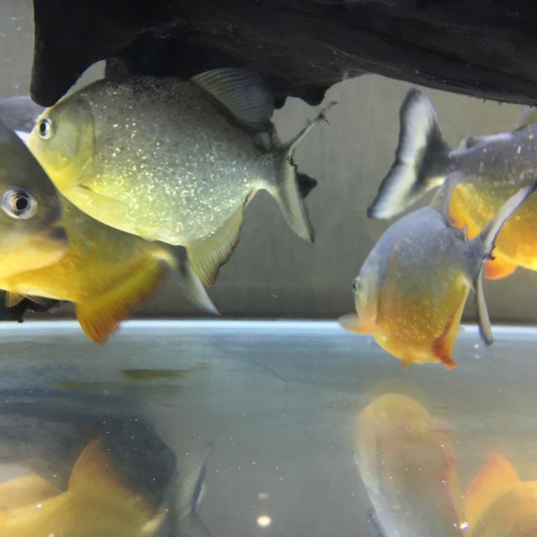 水虎魚十大最貴品種