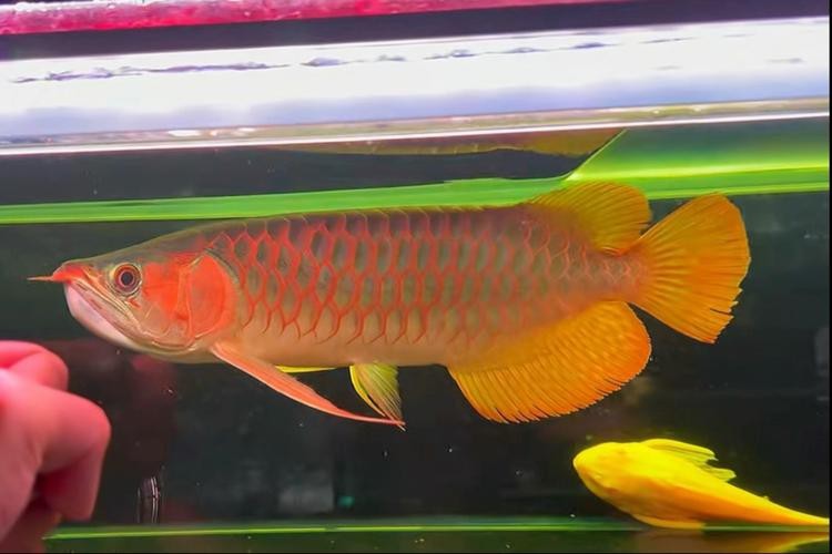 福龍王龍魚有哪些知名品種？
