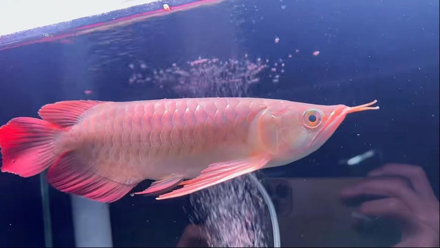 福龍王龍魚有哪些知名品種？