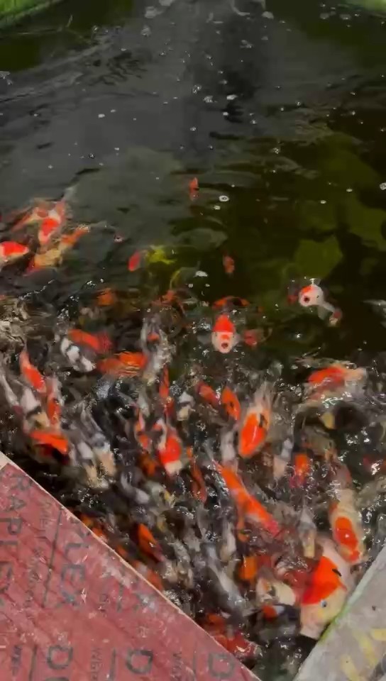 有沒有大哥來包個池 龍魚論壇 第1張 有沒有大哥來包個池 有沒有大哥來包個池 龍魚論壇 第1張