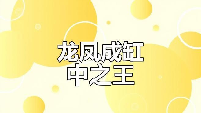 給我一些龍鳳魚的飼養案例