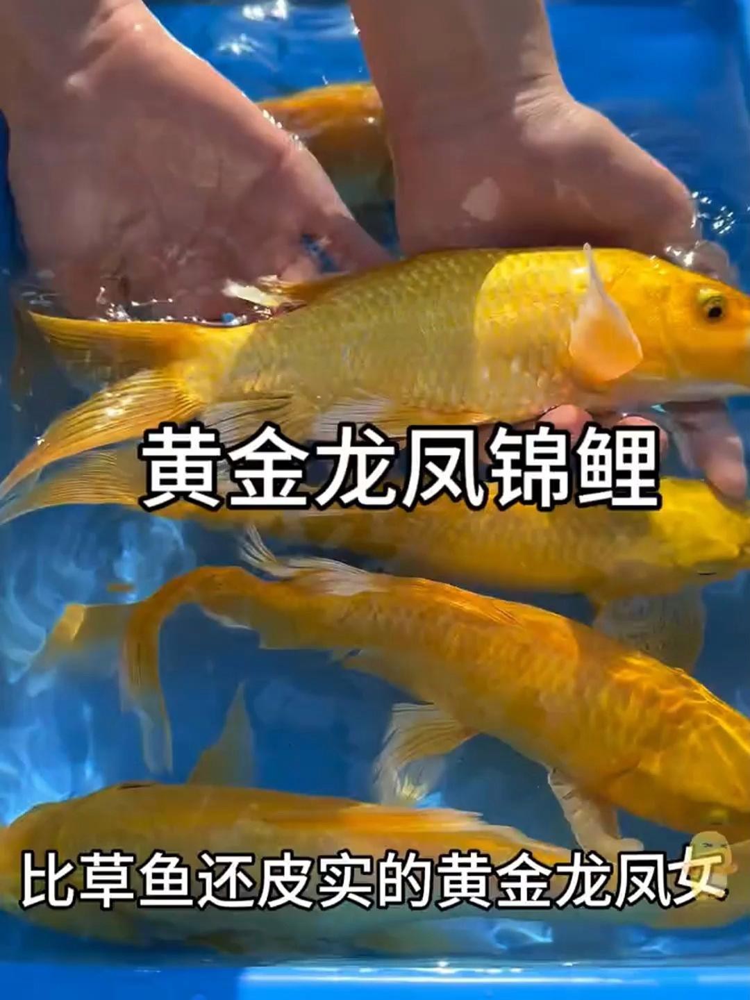 給我一些龍鳳魚的飼養案例