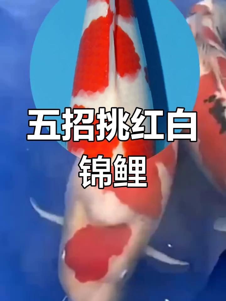 紅白錦鯉的魚苗挑選標準是什么