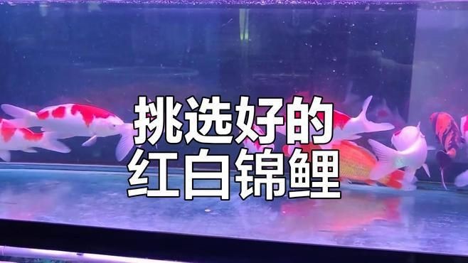 紅白錦鯉的魚苗挑選標準是什么