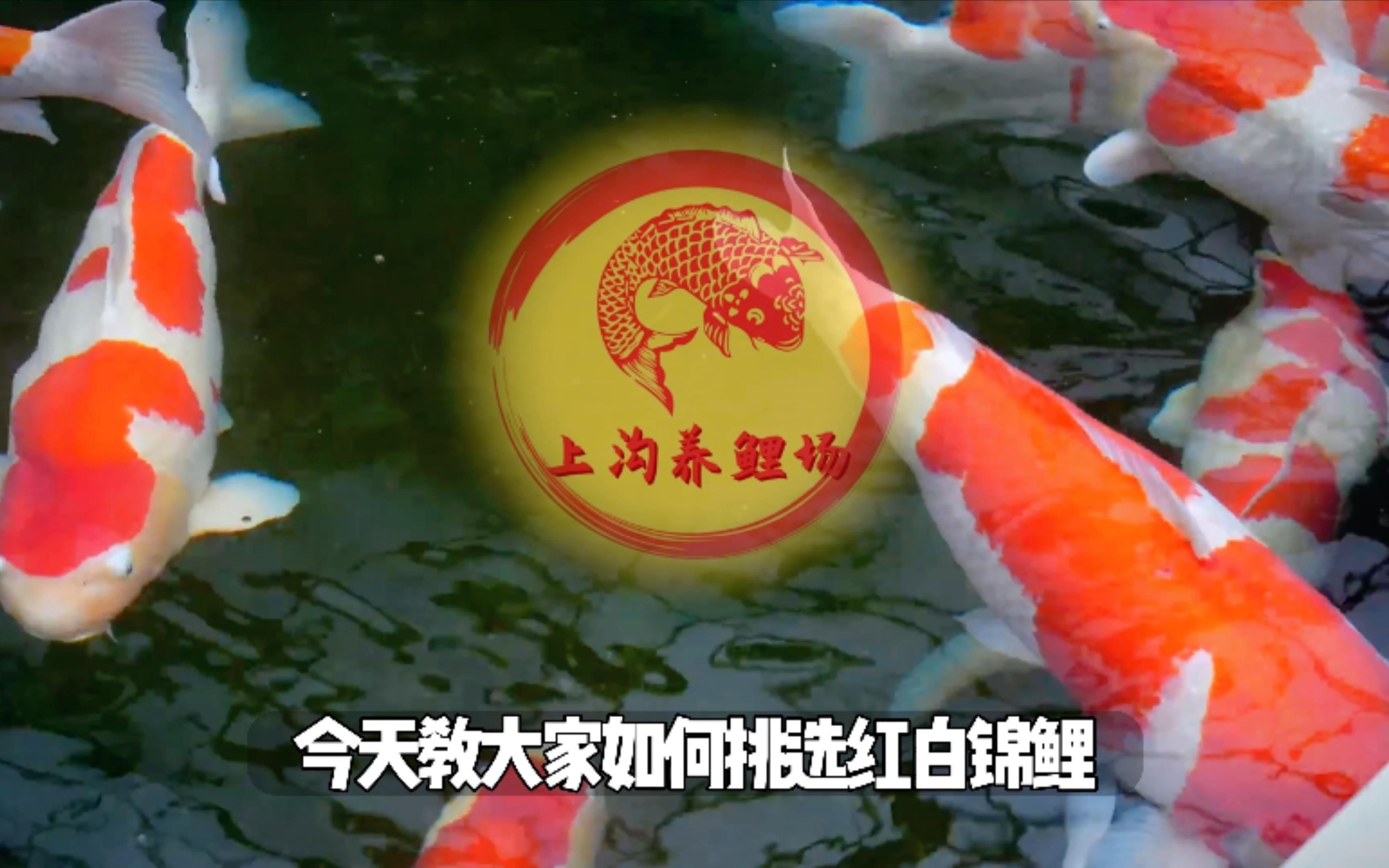 紅白錦鯉的魚苗挑選標準是什么