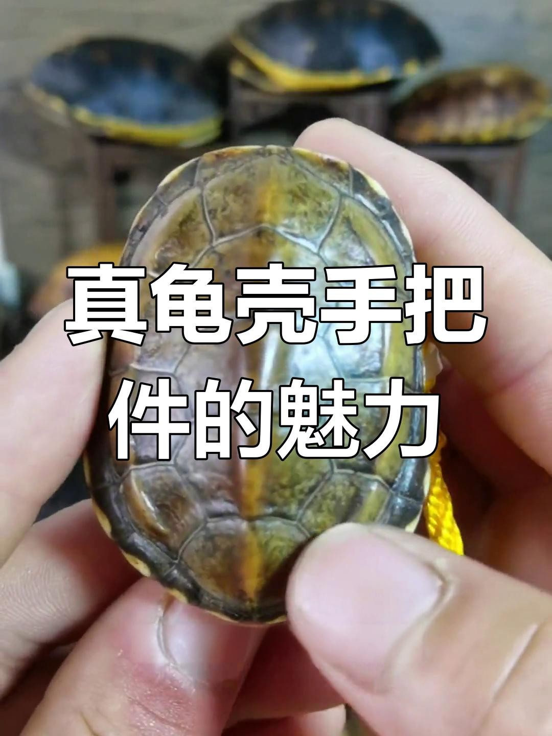 龍龜手把件如何保養 龍龜手把件如何保養 龍魚論壇 第6張