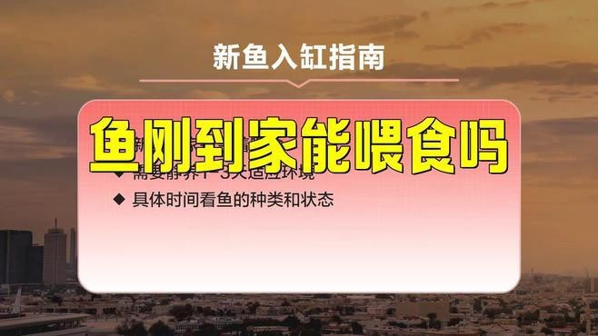 龍魚入缸后多久可以喂食？