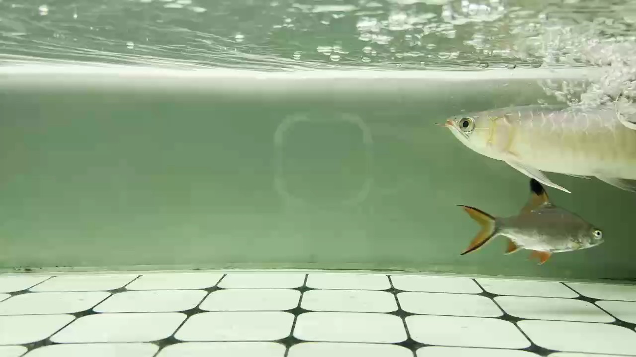聽說是純，600不虧