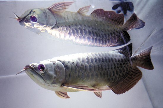 金底和藍底龍魚哪個更稀有？