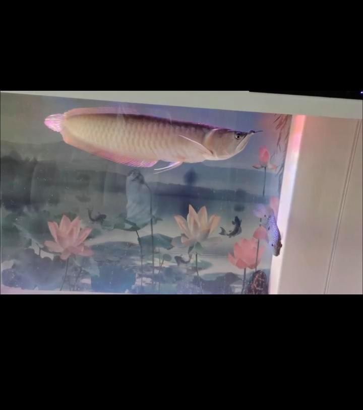 紅龍魚死亡后多久會轉運？
