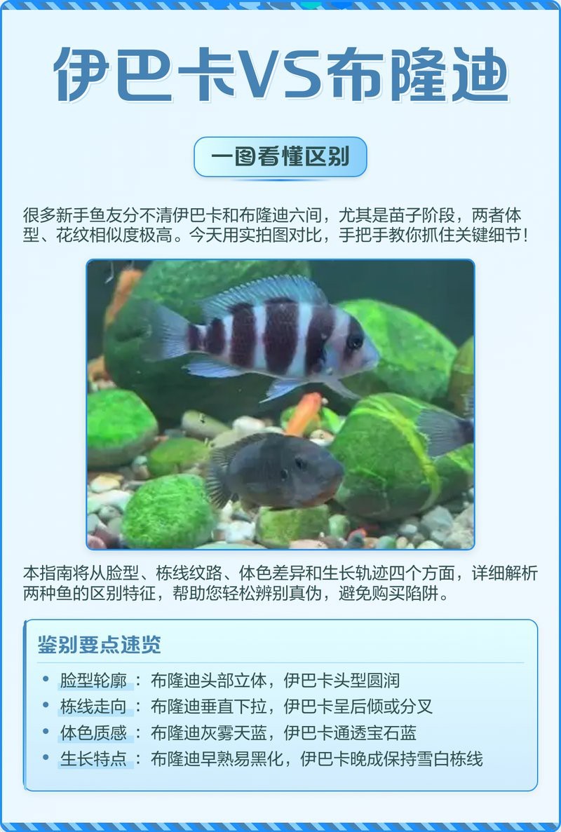 薩伊藍和伊巴卡區別圖片 薩伊藍和伊巴卡區別圖片 龍魚論壇 第1張
