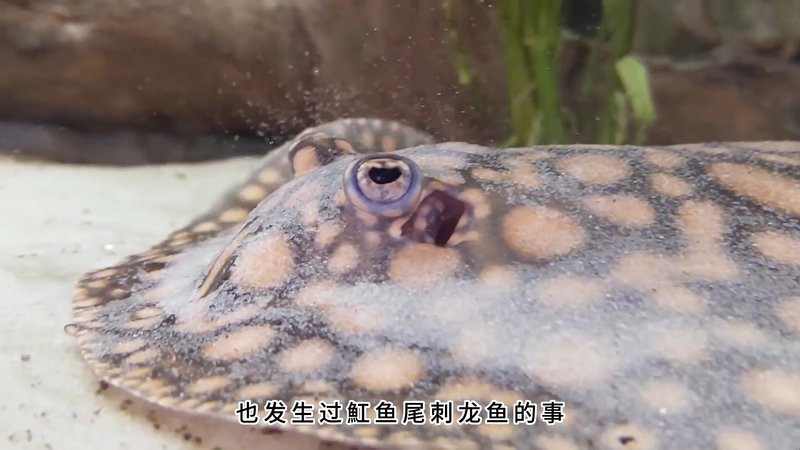 龍魚配什么魚最佳 龍魚論壇 第5張 龍魚配什么魚最佳 龍魚配什么魚最佳 龍魚論壇 第5張