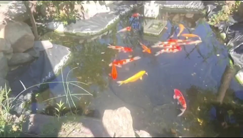 經受重重考驗，依然水清魚靚