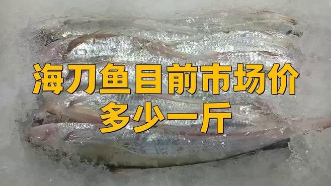 刀魚目前市場價多少一斤 刀魚目前市場價多少一斤 龍魚論壇 第4張