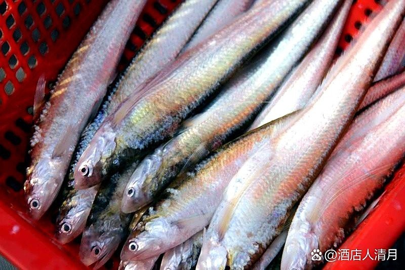 刀魚目前市場價多少一斤 刀魚目前市場價多少一斤 龍魚論壇 第6張