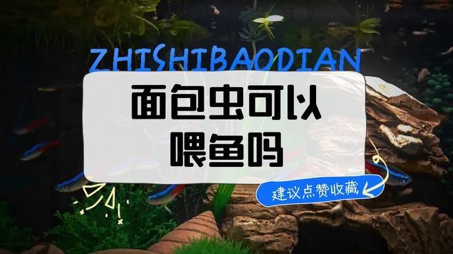 金龍魚可以吃面包蟲嗎