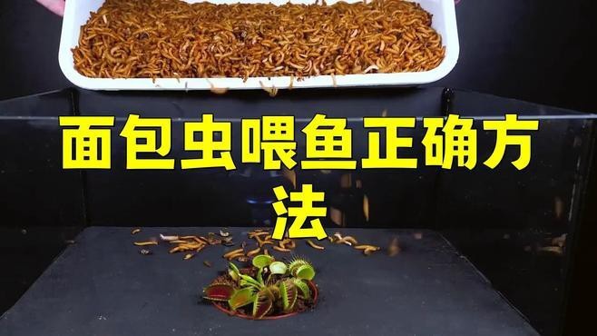 金龍魚可以吃面包蟲嗎