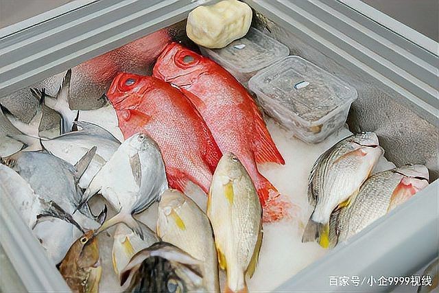 紅大眼魚圖片