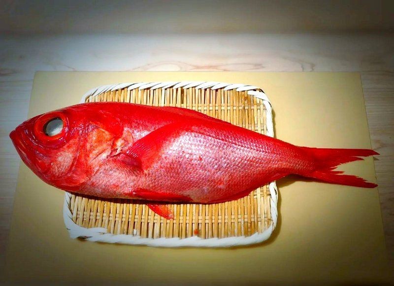 紅大眼魚圖片