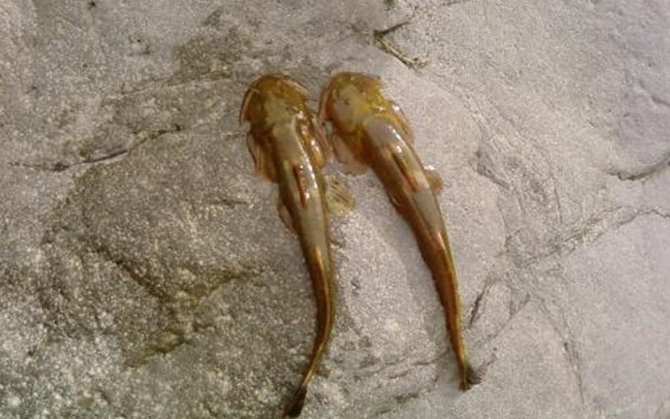 石爬子魚圖片